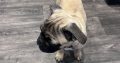 Frug ( pug cross frenchie )