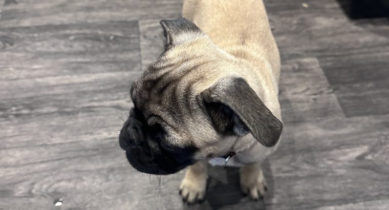 Frug ( pug cross frenchie )