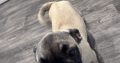 Frug ( pug cross frenchie )