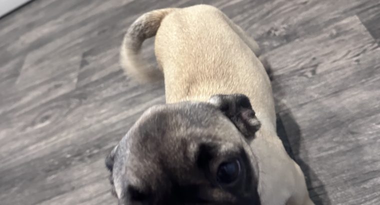 Frug ( pug cross frenchie )