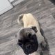 Frug ( pug cross frenchie )