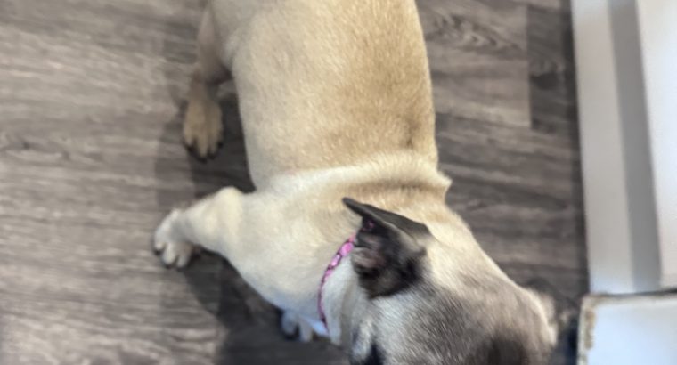 Frug ( pug cross frenchie )