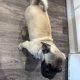 Frug ( pug cross frenchie )