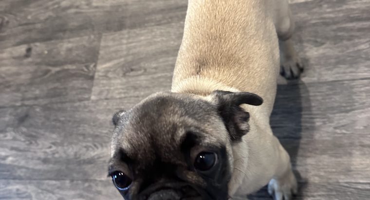 Frug ( pug cross frenchie )