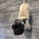 Frug ( pug cross frenchie )