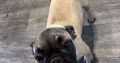 Frug ( pug cross frenchie )