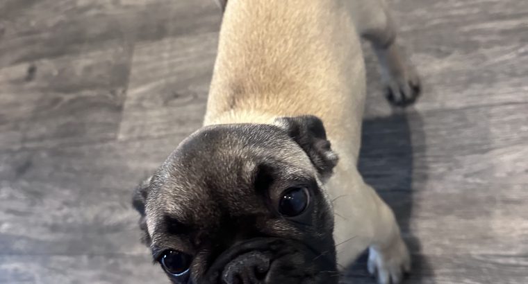 Frug ( pug cross frenchie )