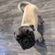 Frug ( pug cross frenchie )