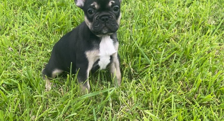 French bulldog in limerick