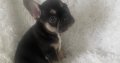 French bulldog in limerick