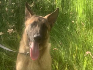 Champ the year old Belgian malinois top home gaurd