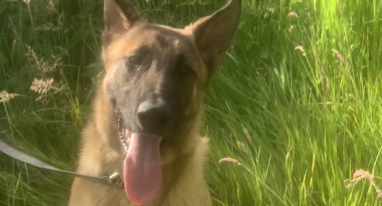 Champ the year old Belgian malinois top home gaurd