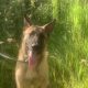 Champ the year old Belgian malinois top home gaurd