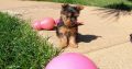 Purebred Female Yorkshire Terrier Pup