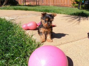 Purebred Female Yorkshire Terrier Pup