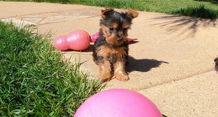 Purebred Female Yorkshire Terrier Pup