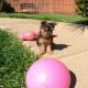 Purebred Female Yorkshire Terrier Pup