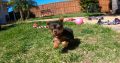 Purebred Female Yorkshire Terrier Pup