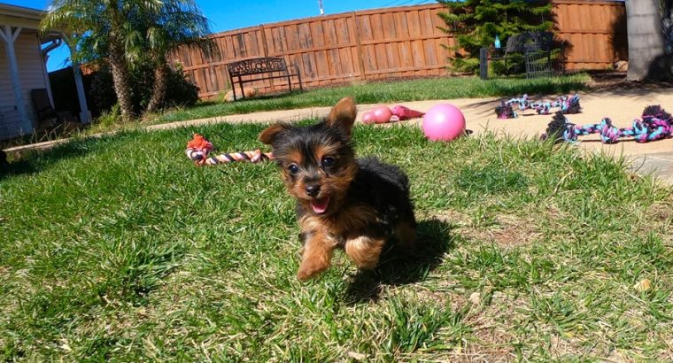 Purebred Female Yorkshire Terrier Pup