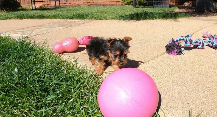 Purebred Female Yorkshire Terrier Pup