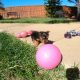 Purebred Female Yorkshire Terrier Pup