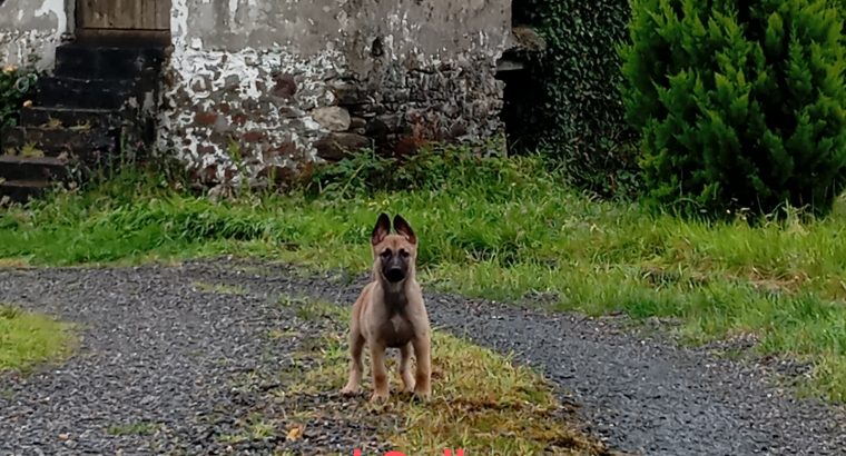 X Belgian Shepard puppies