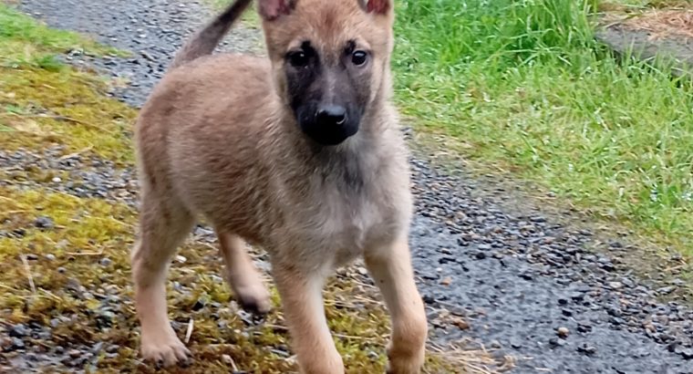 X Belgian Shepard puppies