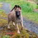 X Belgian Shepard puppies