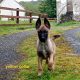 X Belgian Shepard puppies