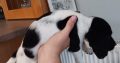 3 springer spaniel puppies for sale