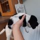 3 springer spaniel puppies for sale