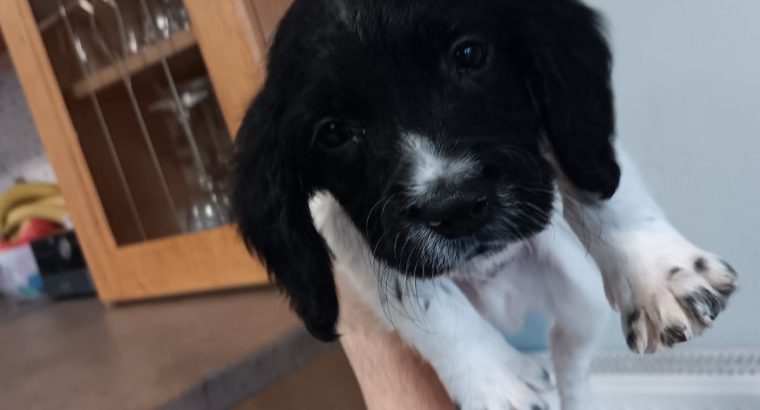 3 springer spaniel puppies for sale