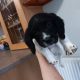 3 springer spaniel puppies for sale