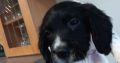 3 springer spaniel puppies for sale