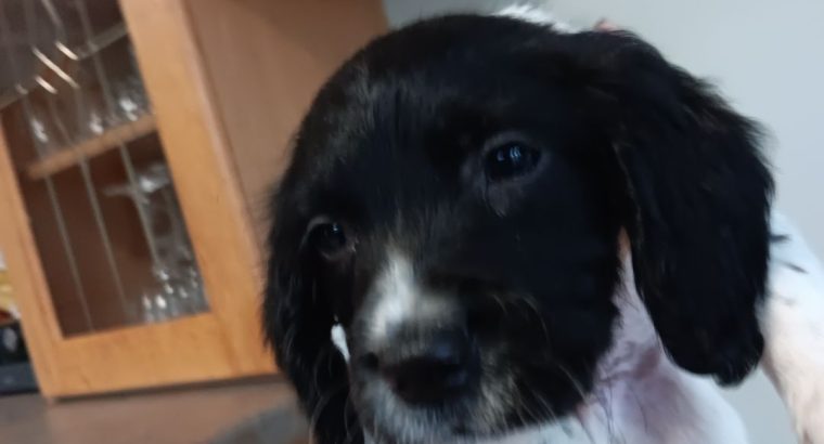 3 springer spaniel puppies for sale