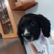 3 springer spaniel puppies for sale