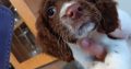 3 springer spaniel puppies for sale