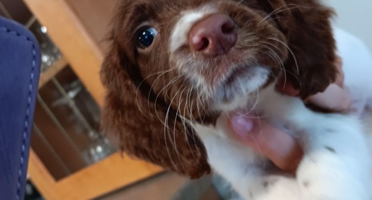 3 springer spaniel puppies for sale