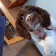 3 springer spaniel puppies for sale