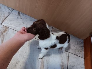 3 springer spaniel puppies for sale