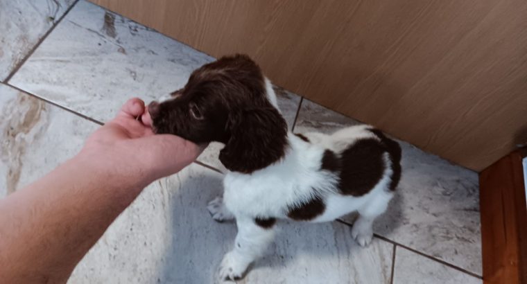 3 springer spaniel puppies for sale