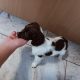 3 springer spaniel puppies for sale