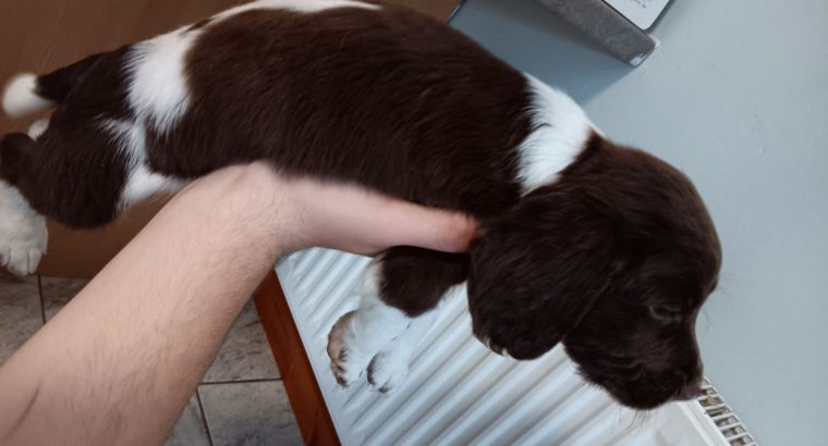 3 springer spaniel puppies for sale