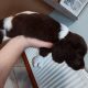 3 springer spaniel puppies for sale