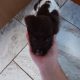 3 springer spaniel puppies for sale