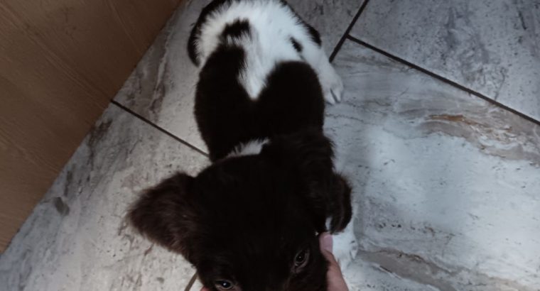 3 springer spaniel puppies for sale