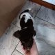 3 springer spaniel puppies for sale