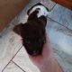 3 springer spaniel puppies for sale