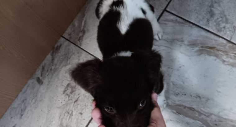 3 springer spaniel puppies for sale