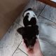 3 springer spaniel puppies for sale